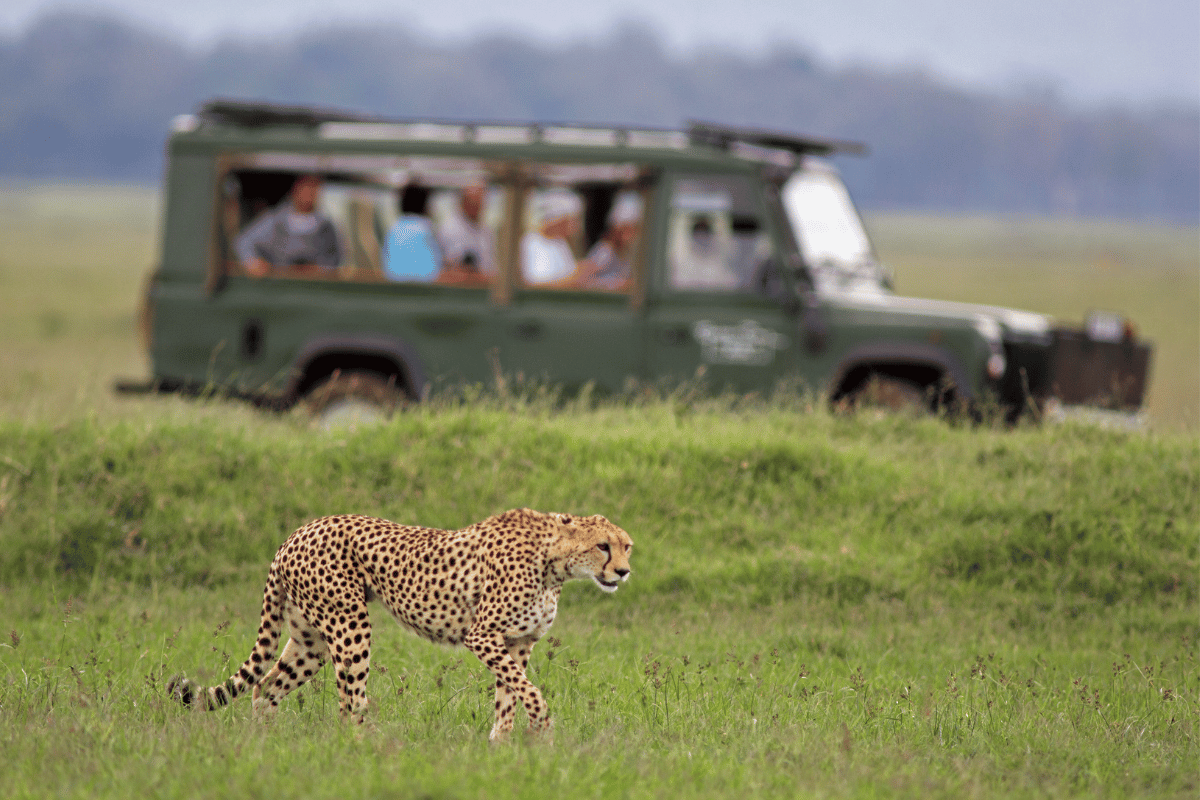 african safari | travel agency for overseas foreign trips